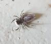 Menemerus taeniatus
